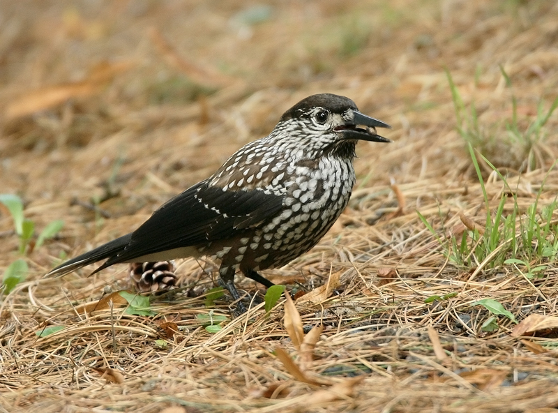 P�hkin�hakki Nucifraga caryocatactes