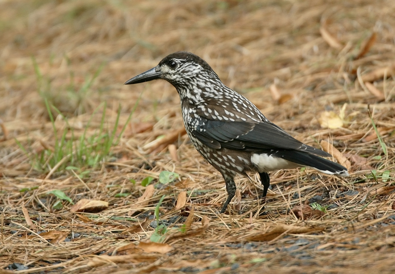 P�hkin�hakki Nucifraga caryocatactes