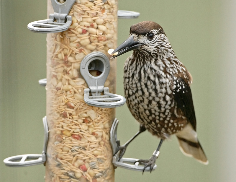 P�hkin�hakki Eurasian Nutcracker (Nucifraga caryocatactes)