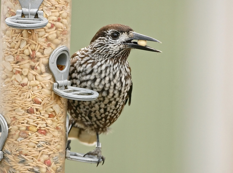 P�hkin�hakki Eurasian Nutcracker (Nucifraga caryocatactes)