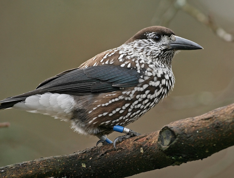 P�hkin�hakki Eurasian Nutcracker (Nucifraga caryocatactes)