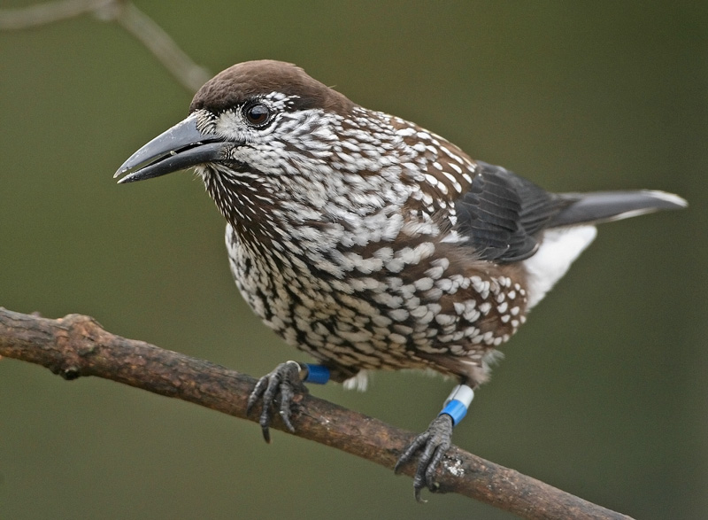 P�hkin�hakki Eurasian Nutcracker (Nucifraga caryocatactes