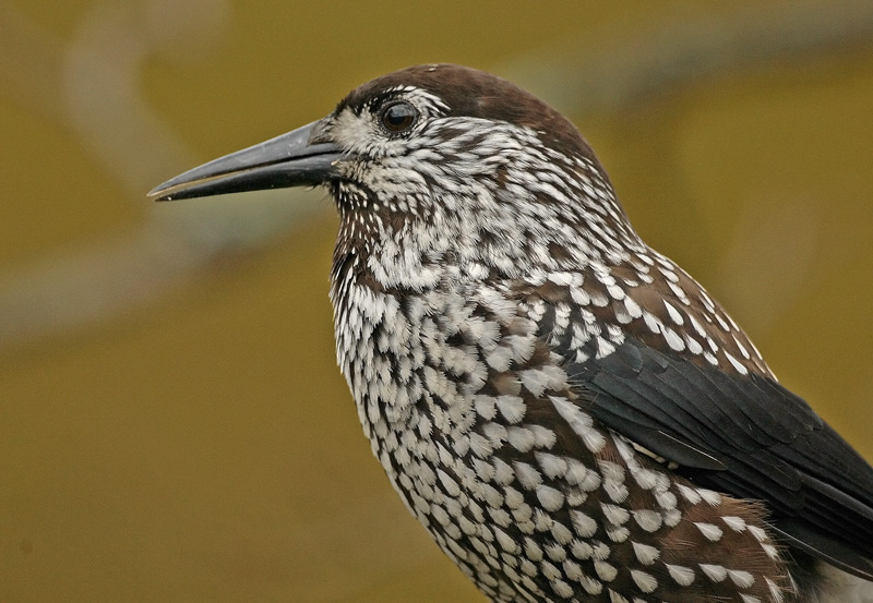 P�hkin�hakki Eurasian Nutcracker (Nucifraga caryocatactes)