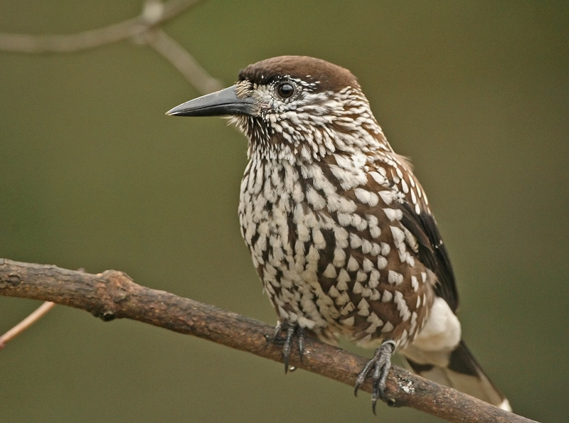 P�hkin�hakki Eurasian Nutcracker (Nucifraga caryocatactes)