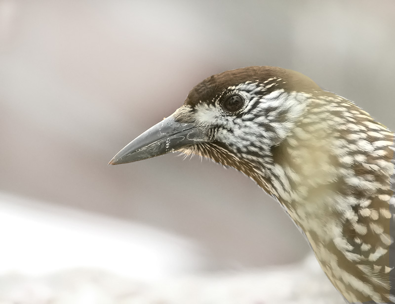 P�hkin�hakki Eurasian Nutcracker (Nucifraga caryocatactes)