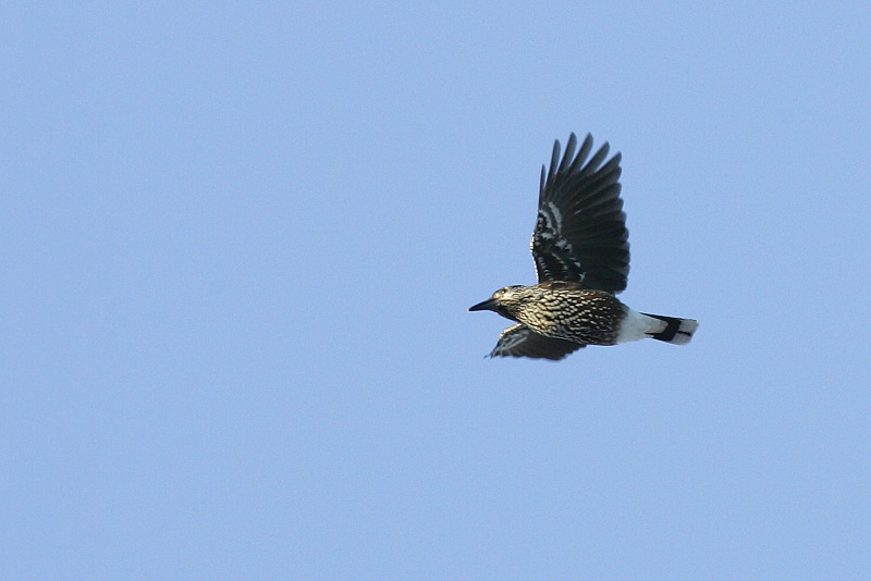 P�hkin�hakki Eurasian Nutcracker (Nucifraga caryocatactes)