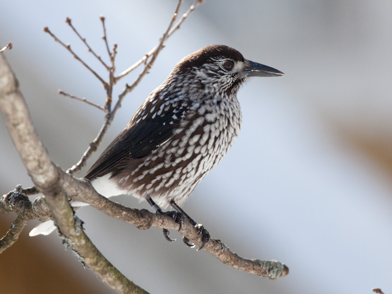 P�hkin�hakki Eurasian Nutcracker (Nucifraga caryocatactes)