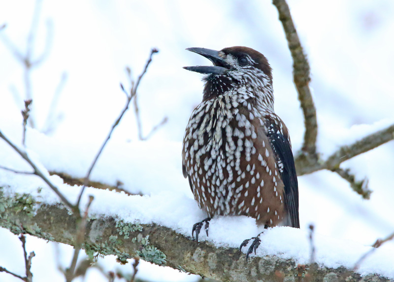 P�hkin�hakki Eurasian Nutcracker (Nucifraga caryocatactes)