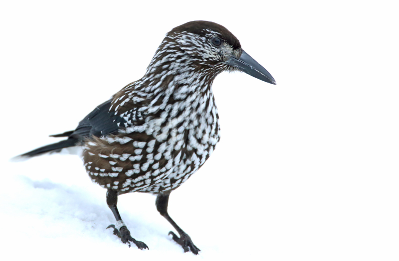 P�hkin�hakki Eurasian Nutcracker (Nucifraga caryocatactes)