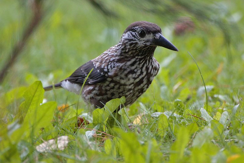 P�hkin�hakki Eurasian Nutcracker (Nucifraga caryocatactes)