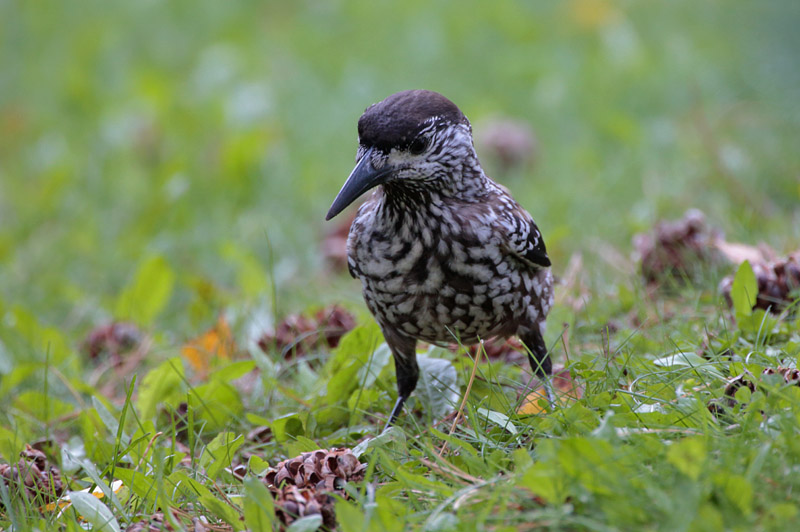 P�hkin�hakki Eurasian Nutcracker (Nucifraga caryocatactes)