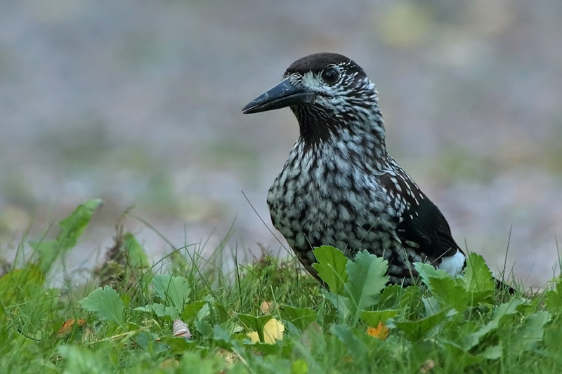 P�hkin�hakki Eurasian Nutcracker (Nucifraga caryocatactes)