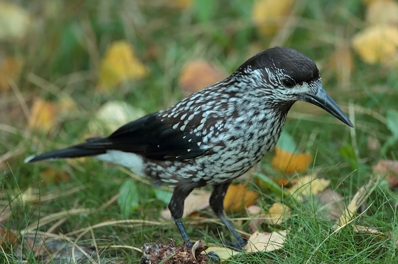 P�hkin�hakki Eurasian Nutcracker (Nucifraga caryocatactes)