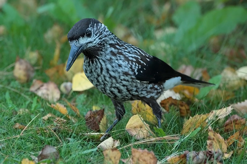 P�hkin�hakki Eurasian Nutcracker (Nucifraga caryocatactes)