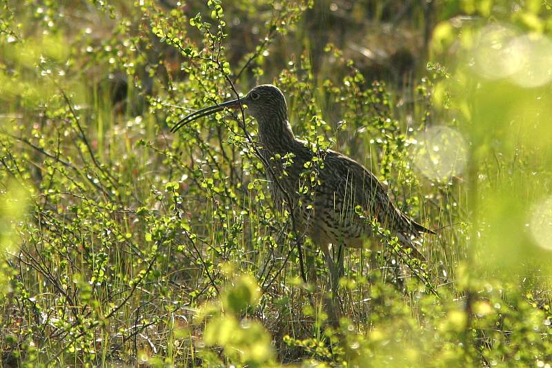 Isokuovi, Curlew (Numenius arquata)