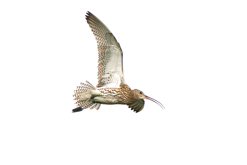 Isokuovi, Curlew (Numenius arquata)