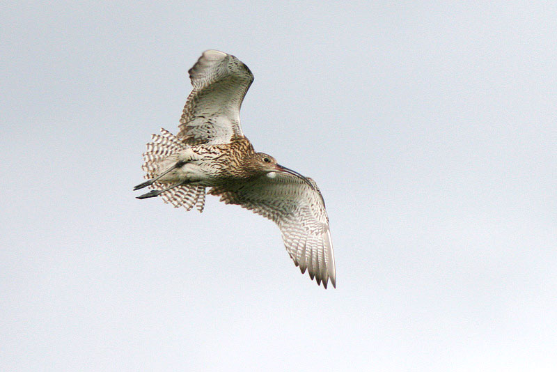 Isokuovi, Curlew (Numenius arquata)