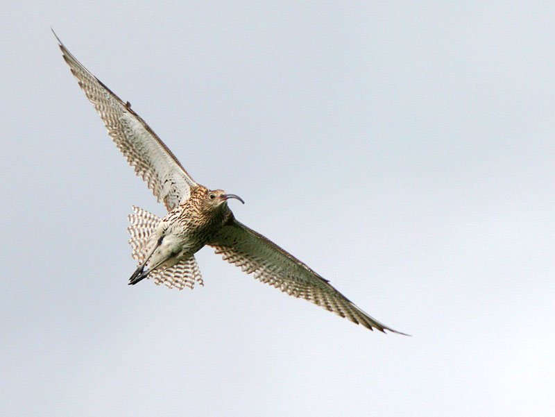 Isokuovi, Curlew (Numenius arquata)