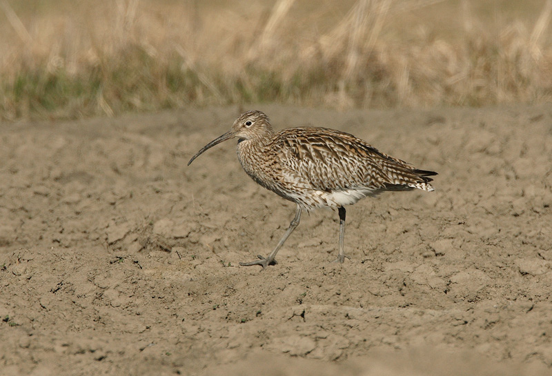 Isokuovi, Curlew (Numenius arquata)