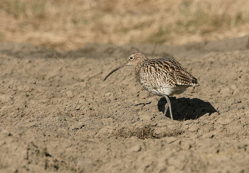 Isokuovi, Curlew (Numenius arquata)