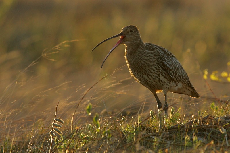Isokuovi, Curlew (Numenius arquata)