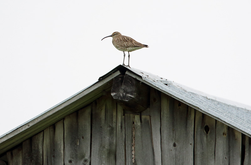 Pikkukuovi (Numenius phaeopus)