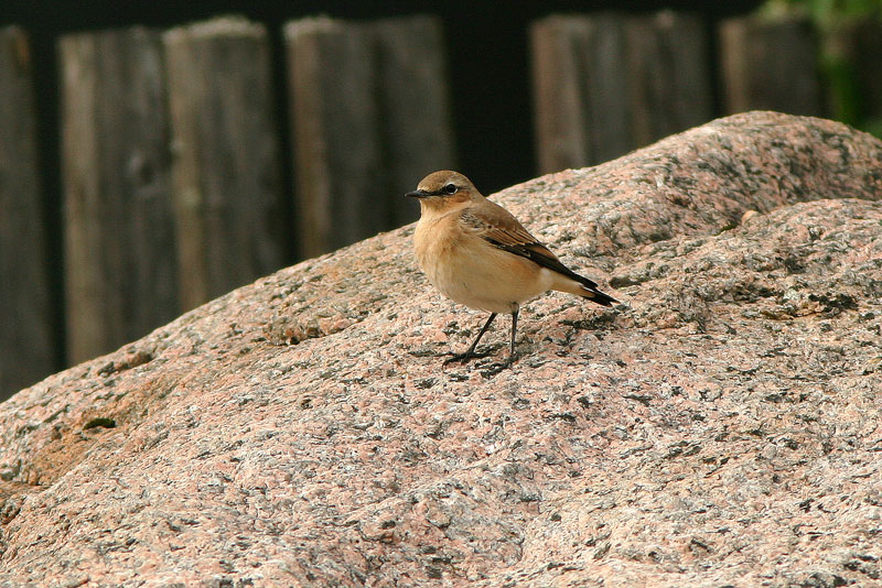 Kivitasku, Northern Wheatear (Oenanthe oenanthe)