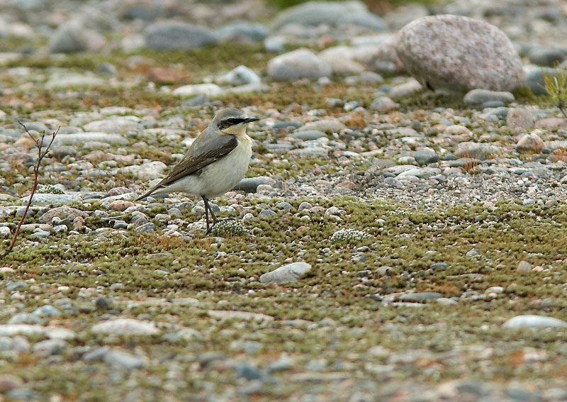 Kivitasku, Northern Wheatear (Oenanthe oenanthe)