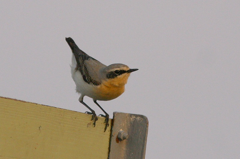Kivitasku, Northern Wheatear (Oenanthe oenanthe)