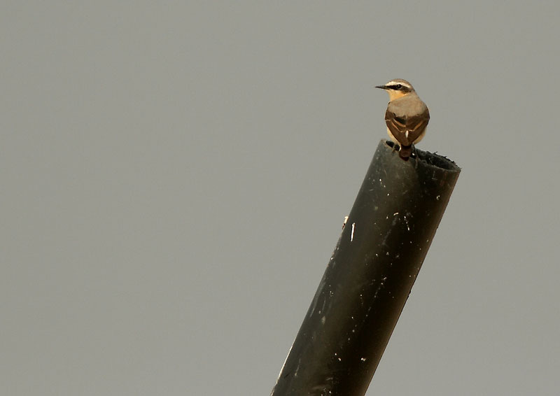 Kivitasku, Northern Wheatear (Oenanthe oenanthe)
