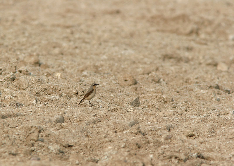 Kivitasku, Northern Wheatear (Oenanthe oenanthe)