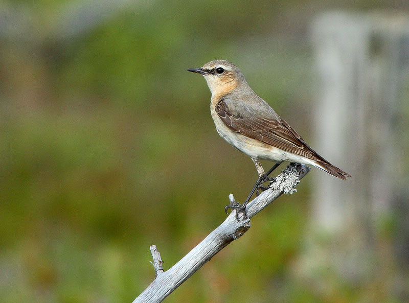 Kivitasku, Northern Wheatear (Oenanthe oenanthe)