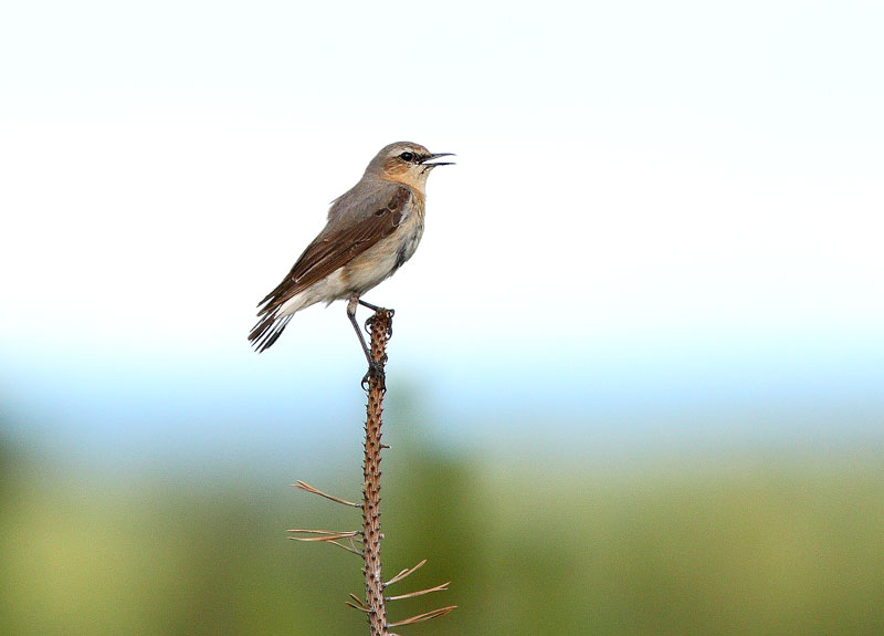 Kivitasku, Northern Wheatear (Oenanthe oenanthe)
