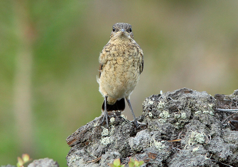 Kivitasku, Northern Wheatear (Oenanthe oenanthe)