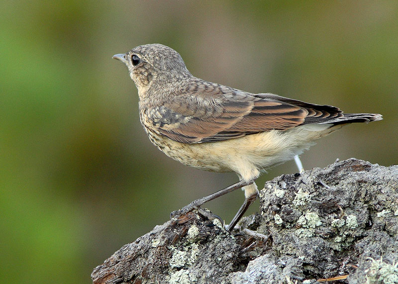 Kivitasku, Northern Wheatear (Oenanthe oenanthe)