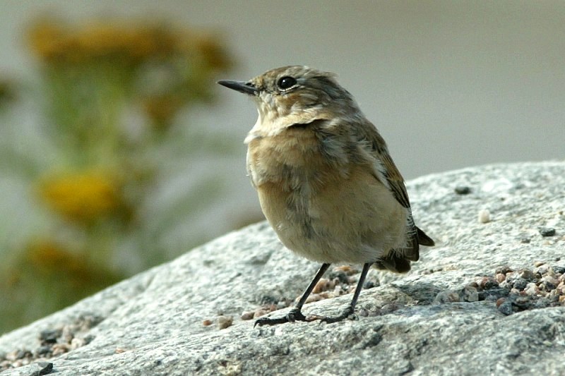 Kivitasku, Northern Wheatear (Oenanthe oenanthe)