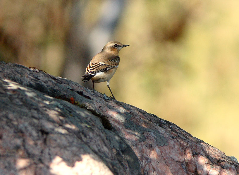 Kivitasku, Northern Wheatear (Oenanthe oenanthe)