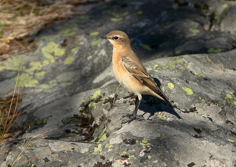 Kivitasku, Northern Wheatear (Oenanthe oenanthe)