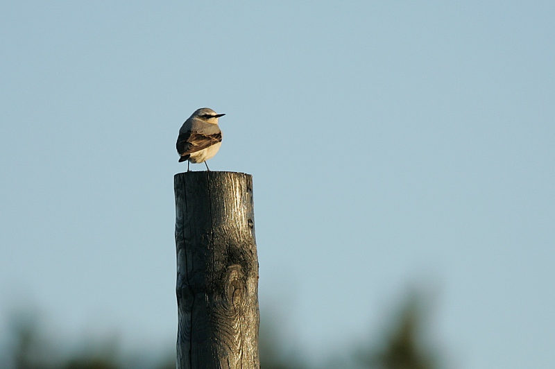 Kivitasku, Northern Wheatear (Oenanthe oenanthe)