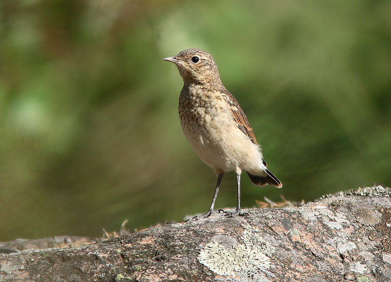 Kivitasku, Northern Wheatear (Oenanthe oenanthe)