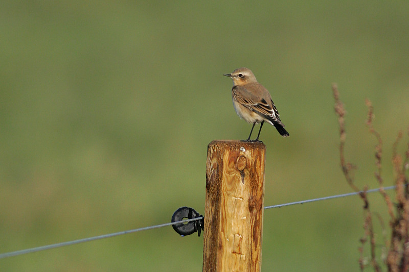 Kivitasku, Northern Wheatear (Oenanthe oenanthe)