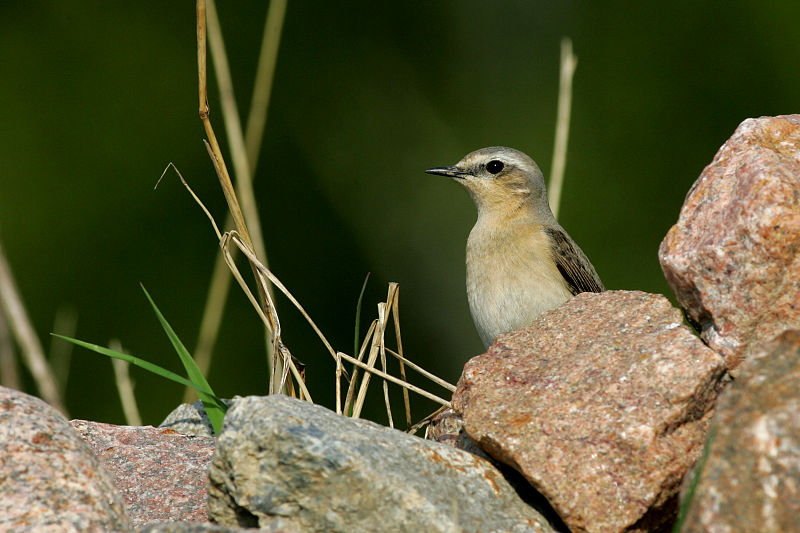 Kivitasku, Northern Wheatear (Oenanthe oenanthe)