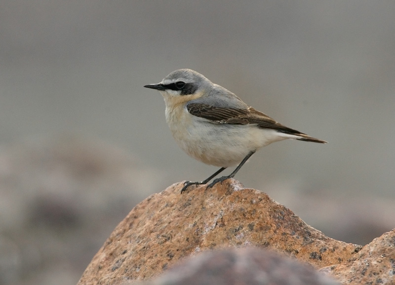 Kivitasku, Northern Wheatear (Oenanthe oenanthe)