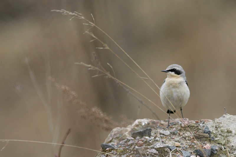 Kivitasku, Northern Wheatear (Oenanthe oenanthe)