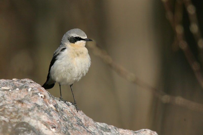 Kivitasku, Northern Wheatear (Oenanthe oenanthe)