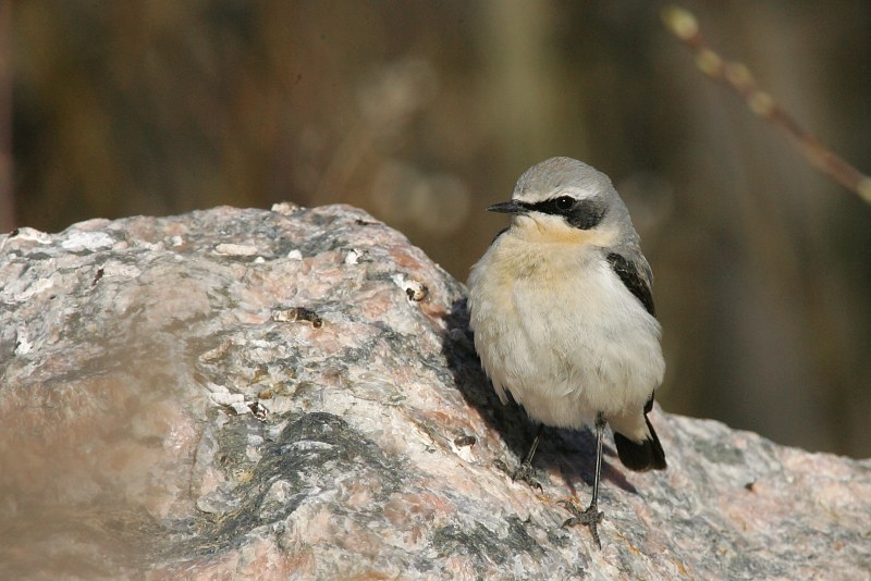 Kivitasku, Northern Wheatear (Oenanthe oenanthe)