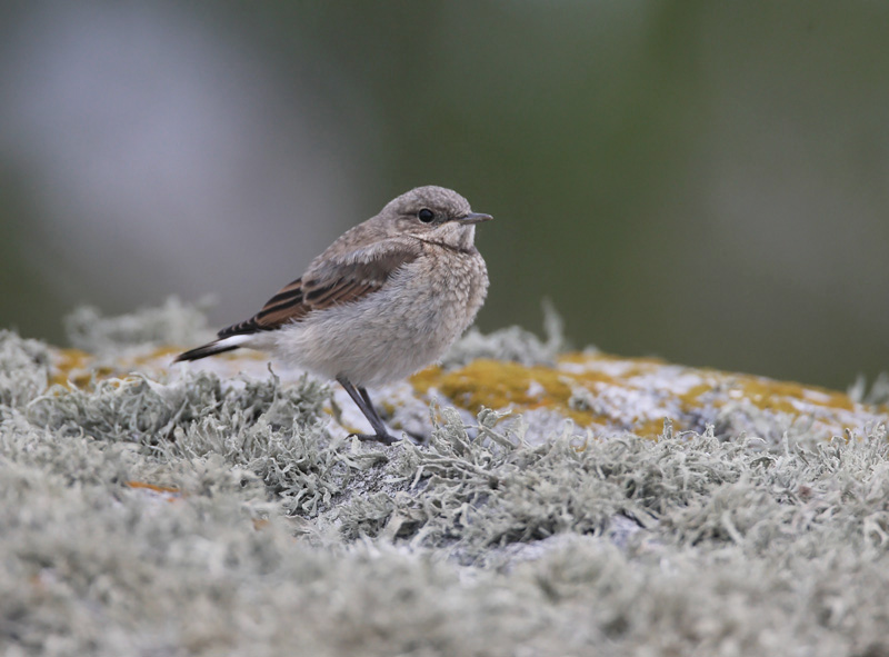Kivitasku, Northern Wheatear (Oenanthe oenanthe)