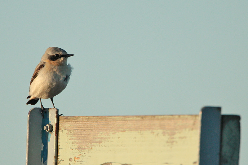 Kivitasku, Northern Wheatear (Oenanthe oenanthe)