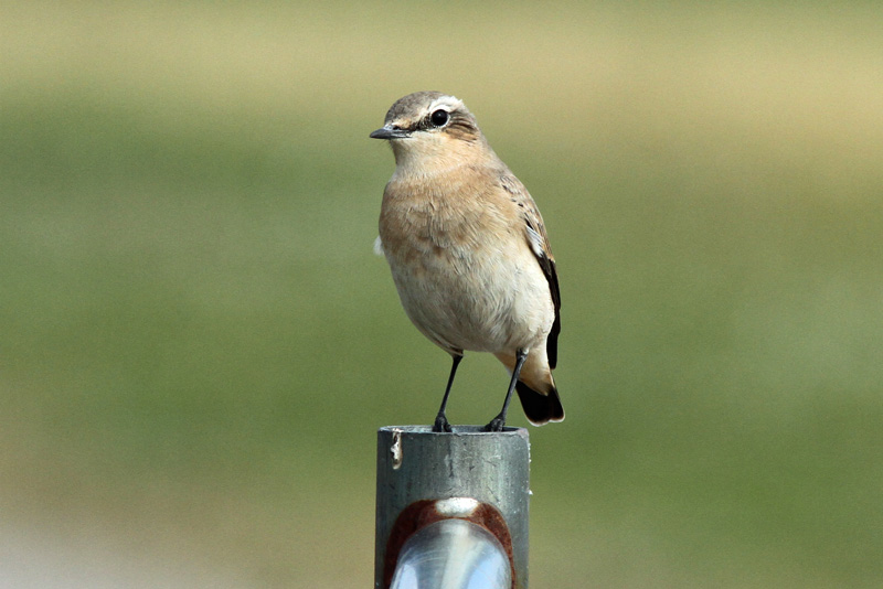 Kivitasku, Northern Wheatear (Oenanthe oenanthe)