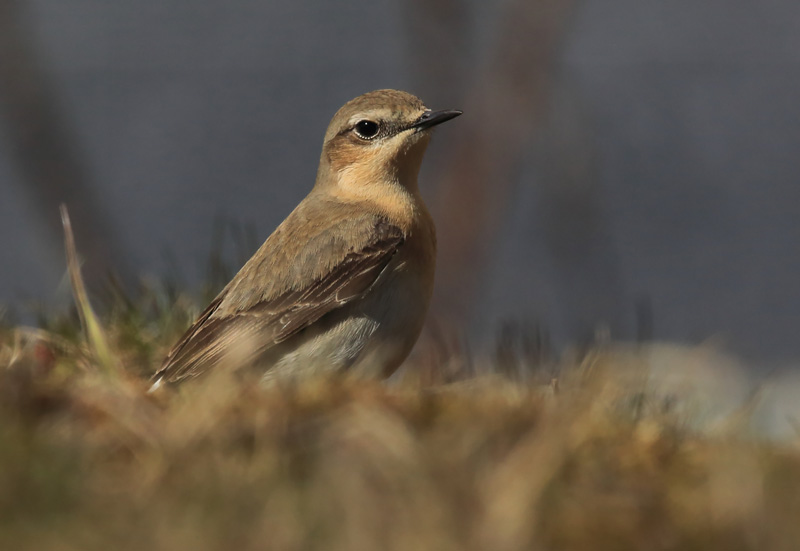 Kivitasku, Northern Wheatear (Oenanthe oenanthe)